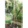 CANNA BAMBOO 240 CM. DIA.22/24
