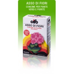 CIFO ASSO DI FIORI KG. 1.0