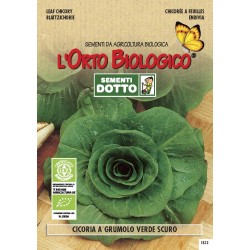 OB CICORIA A GRUMOLO VERDE SCURO