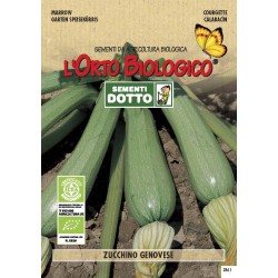 OB ZUCCHINO ALBERELLO DI SARZANA