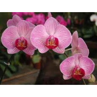 Coltivare le Orchidee