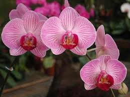 Coltivare le Orchidee